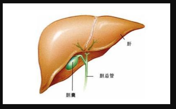 人体分泌胆汁的器官是什么