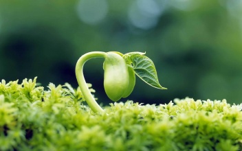 二年级植物传播种子的方法有哪些