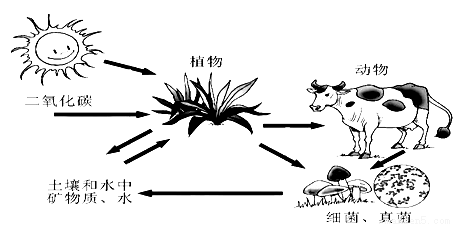 生态平衡是什么意思