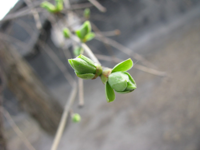 丁香属于乔木还是灌木还是草本植物(wu)？