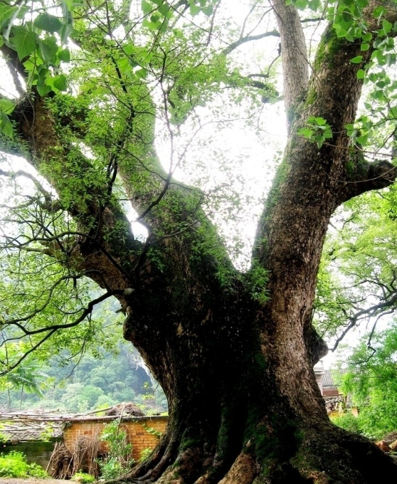 近日，郑州400岁古树被盗，这颗古树为何如此重要？