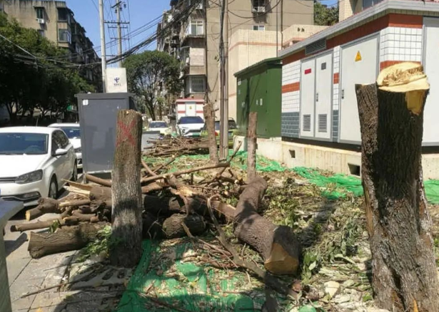 官方回应桂花巷的桂花树被砍完