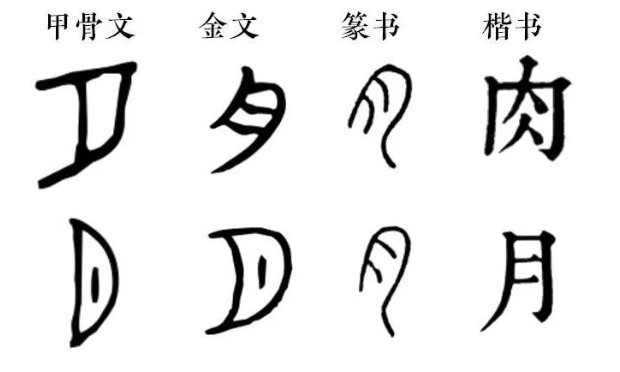 月字旁的字与什么有关