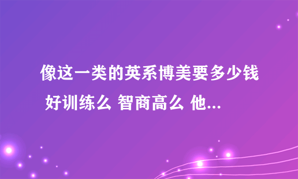 像这一类的英系博美要多少钱 好训练么 智商高么 他和美系博美智商是一样的么