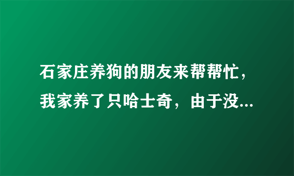 石家庄养狗的朋友来帮帮忙，我家养了只哈士奇，由于没有狗证想办个狗证，派出所都找上我们家了。