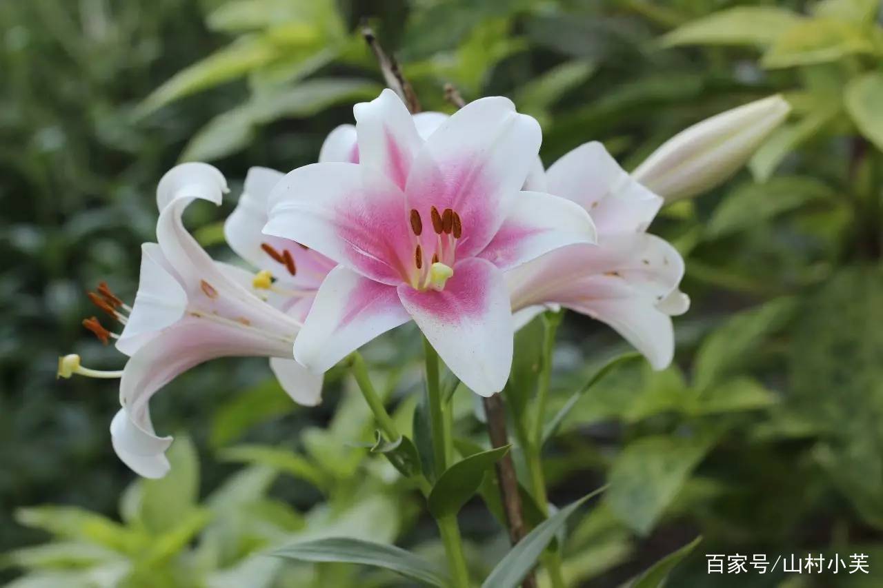 百合花的花蕊怎么摘掉，什么时候摘，你知道吗？