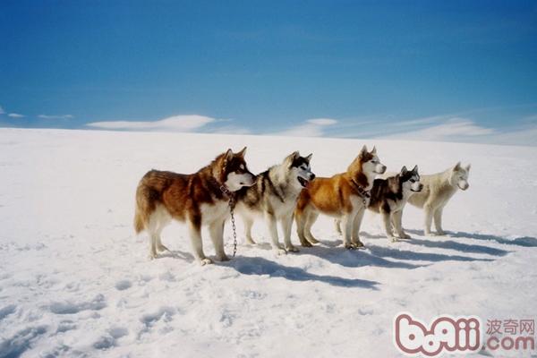 哈士奇与阿拉斯加雪橇犬有什么区别