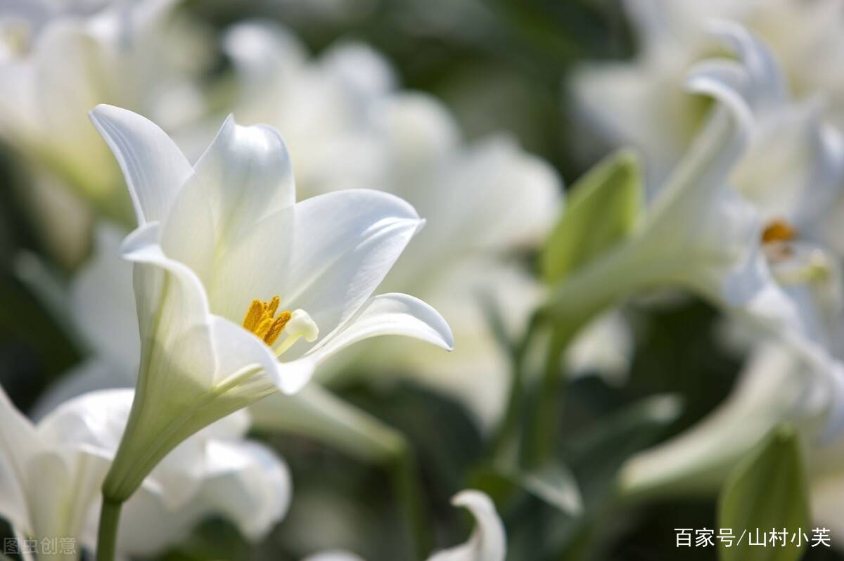 百合花的花蕊怎么摘掉，什么时候摘，你知道吗？