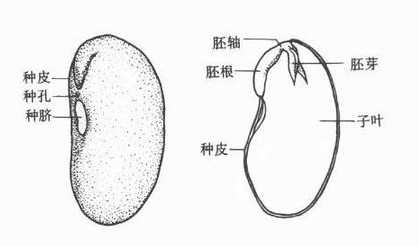 双子叶植物和单子叶植物的区别是什么？