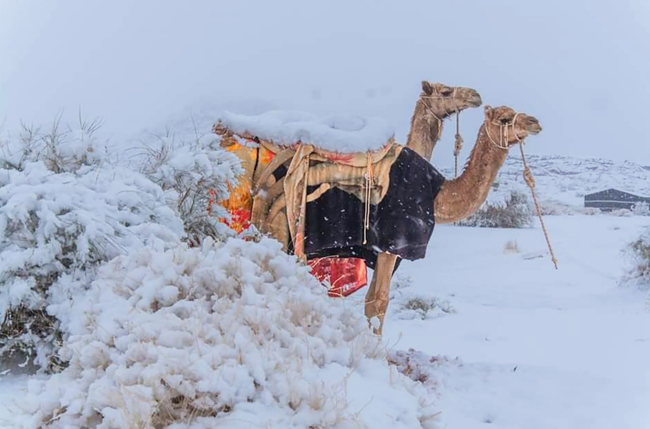 骆驼在撒哈拉沙漠雪中漫步，撒哈拉沙漠为何会下雪？