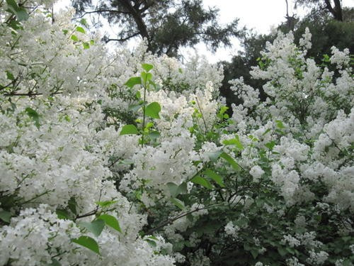 丁香花几月开花?