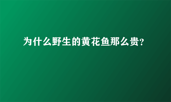 为什么野生的黄花鱼那么贵？