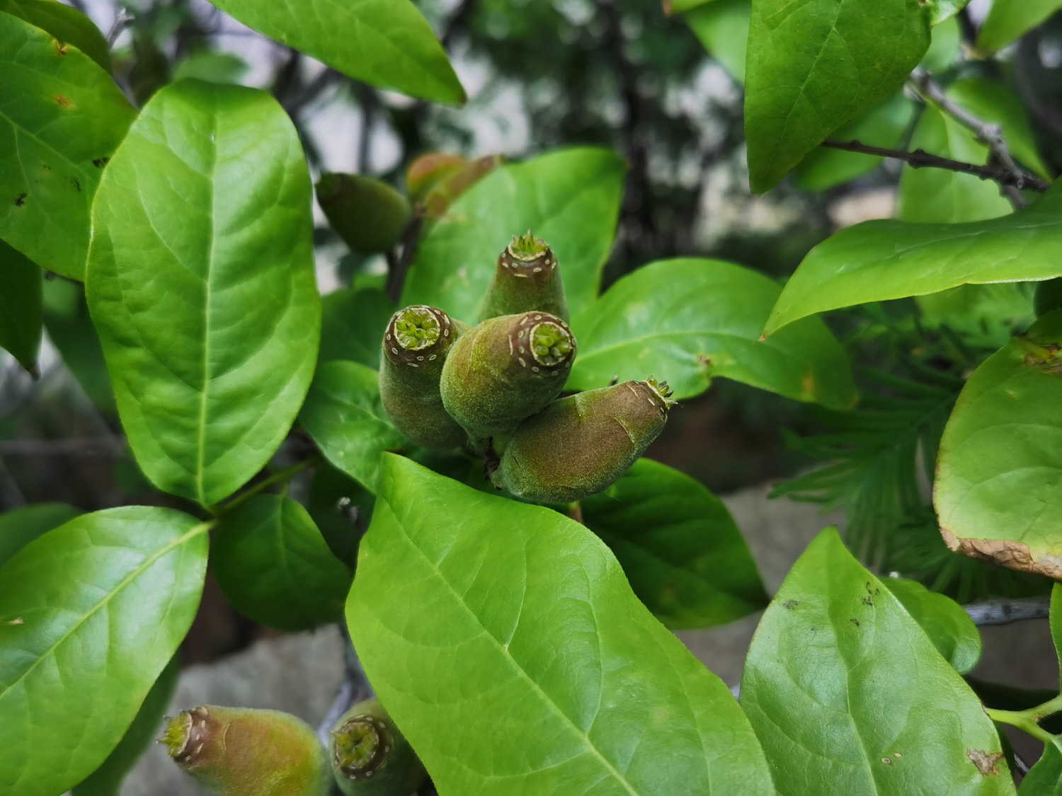 腊梅花大概什么时候开