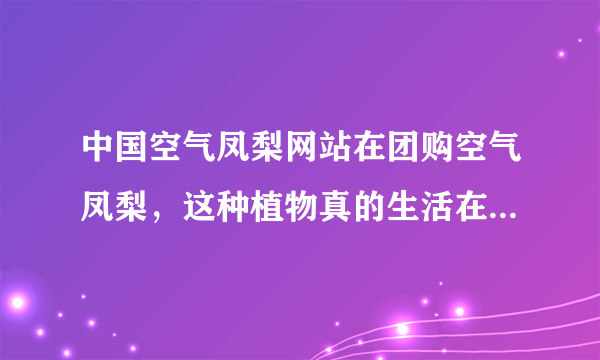 中国空气凤梨网站在团购空气凤梨，这种植物真的生活在空气中？