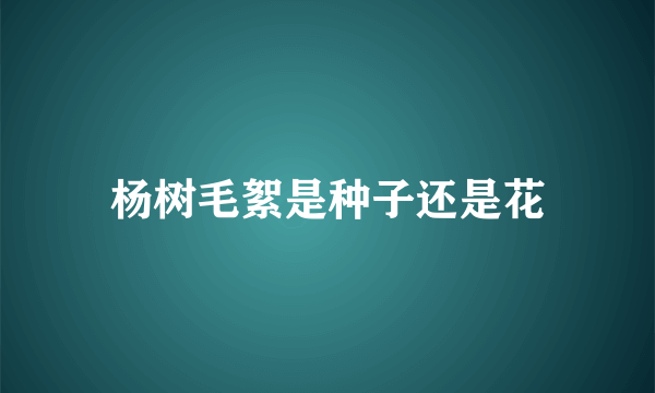 杨树毛絮是种子还是花