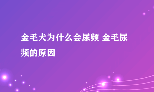 金毛犬为什么会尿频 金毛尿频的原因