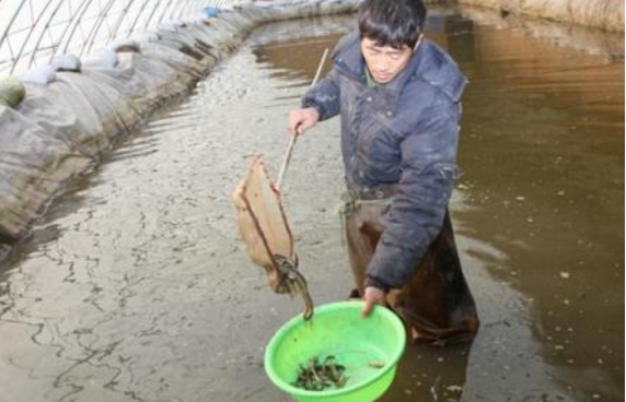 一亩地可养多少斤泥鳅苗