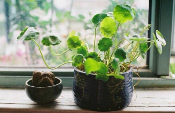 四年级如何写观察日记植物?