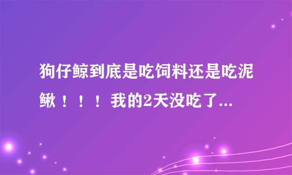 狗仔鲸到底是吃饲料还是吃泥鳅 ！！！我的2天没吃了 泥鳅它很怕