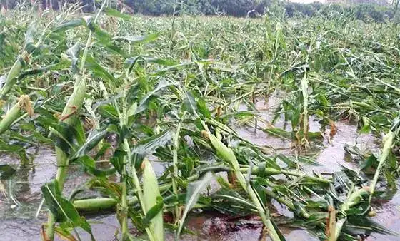 长江流域：应对伏秋连旱，防范旱涝急转！面对旱涝灾害怎么应对？