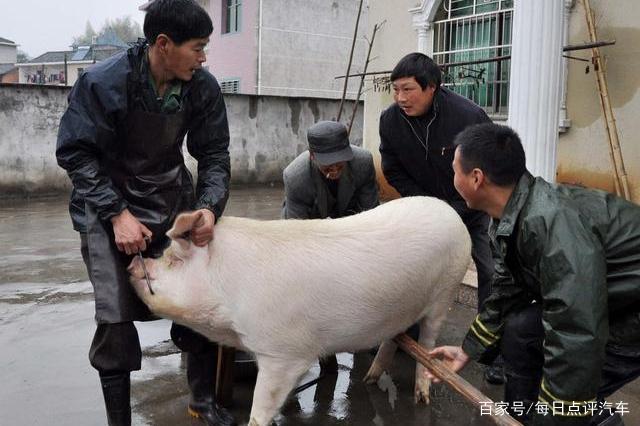 说猪肉价格能跌到4元一斤，是夸张说法，还是真的有科学依据？