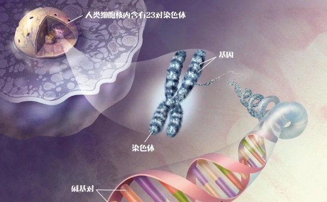 生物医学工程是什么？主要干什么？