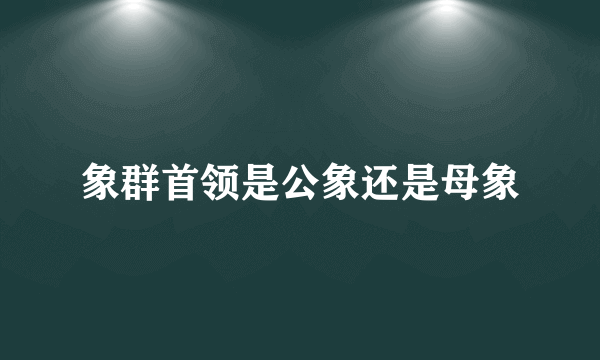 象群首领是公象还是母象