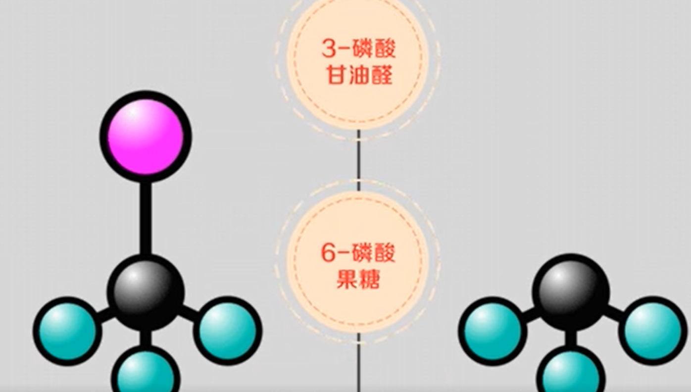 D-核糖有什么作用？