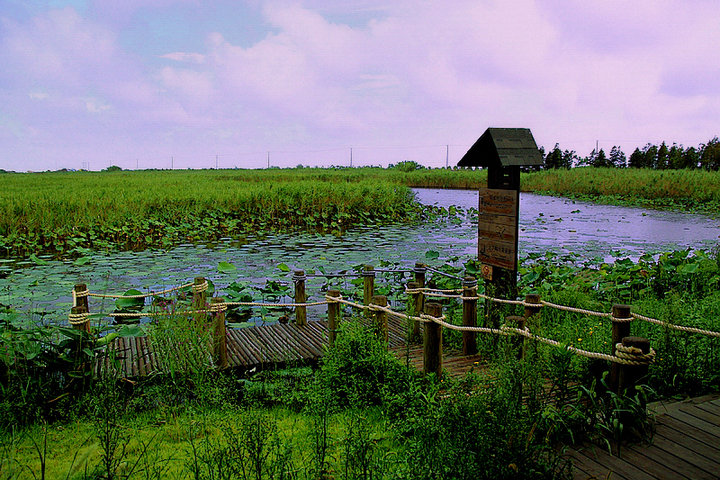 东滩湿地公园的概述