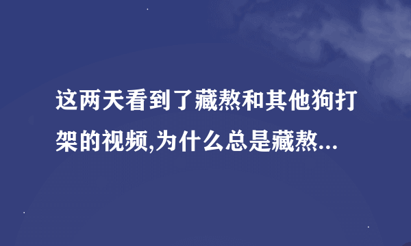 这两天看到了藏熬和其他狗打架的视频,为什么总是藏熬输啊??