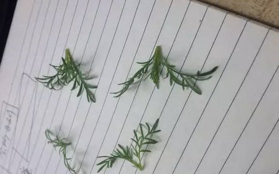 波斯菊怎么种植？