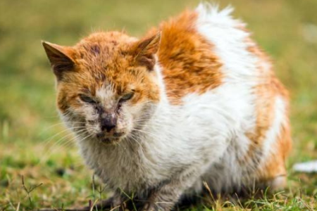 最能吓死老鼠的猫叫声是什么样子的？