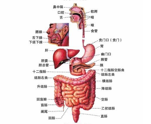 消化是什么xp