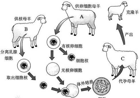 克隆的定义