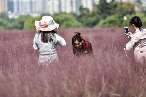 你怎么看待游客跳进网红粉黛花海拍照导致花草倒伏呢？