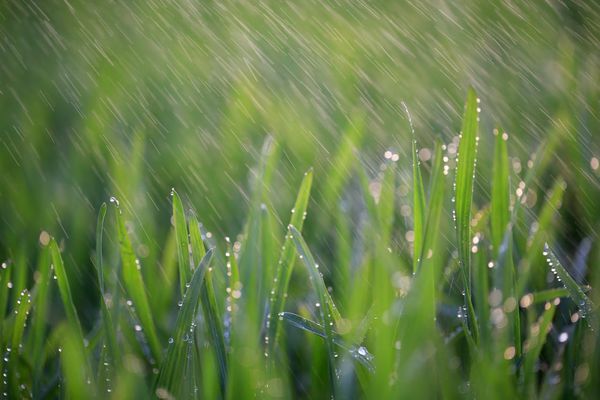 春雨，像什么一样，轻轻地落到地上