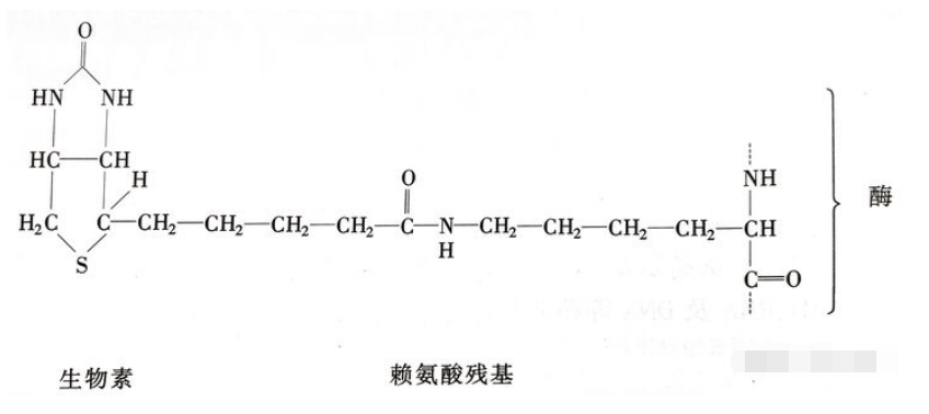 在糖异生中,丙酮酸羧化成草酰乙酸的详细步骤是什么？