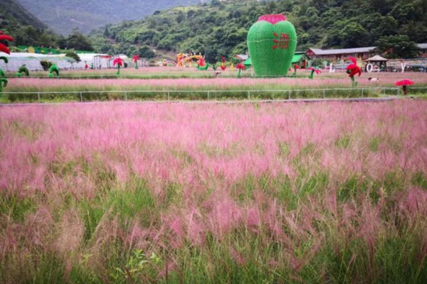 你怎么看待游客跳进网红粉黛花海拍照导致花草倒伏呢？