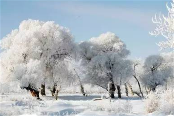 哈尔滨暴雪过后又来冻雨，这一波又一波的极端天气给当地带来了哪些影响？