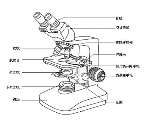 光学显微镜的最大放大倍数是多少？