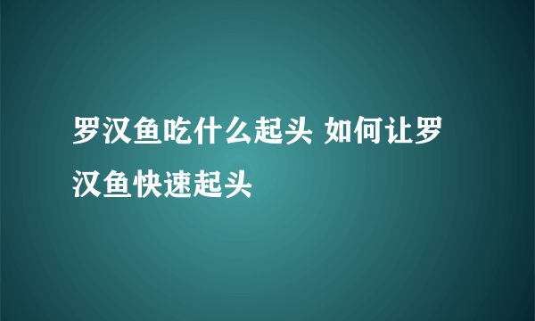 罗汉鱼吃什么起头 如何让罗汉鱼快速起头