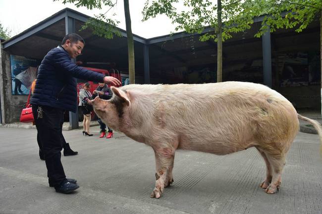 博物馆考虑对猪坚强实施安乐死，你赞同好死不如赖活着这一观点吗？