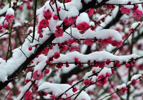 雪梅这首诗的意思