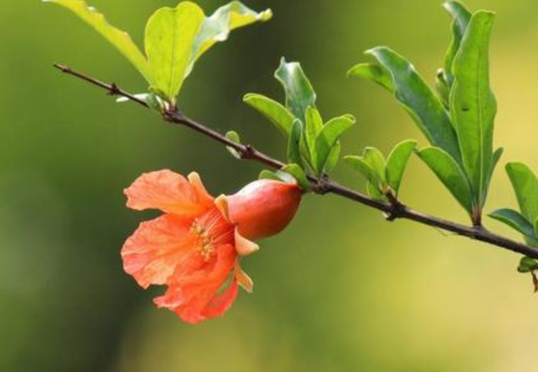 石榴花是什么季节开放的