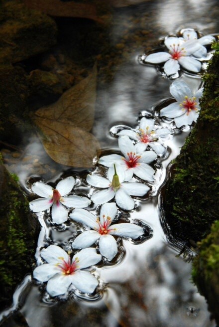 “落花有意随流水，流水无心恋落花”是什么意思？