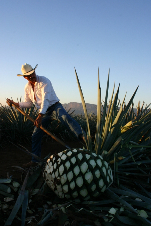 tequila什么意思