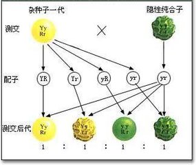 孟德尔定律是什么