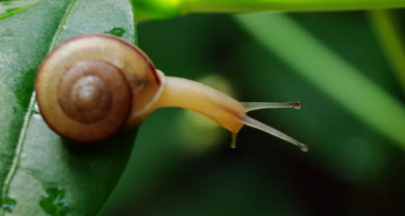 请写出十种害虫和益虫