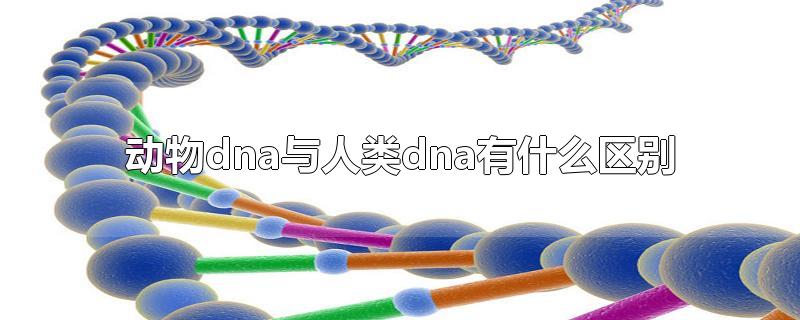 动物dna与人类dna有什么区别