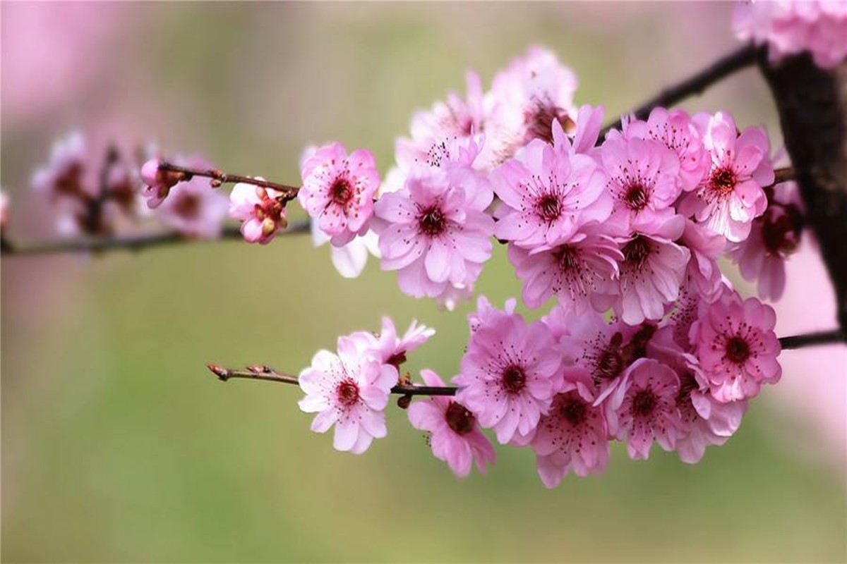 芬芳的拼音